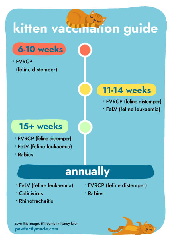 cat vaccination guide | Pawfectly Made